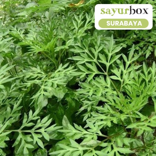

Daun Kenikir Conventional 1 kg (Sayurbox) - SURABAYA
