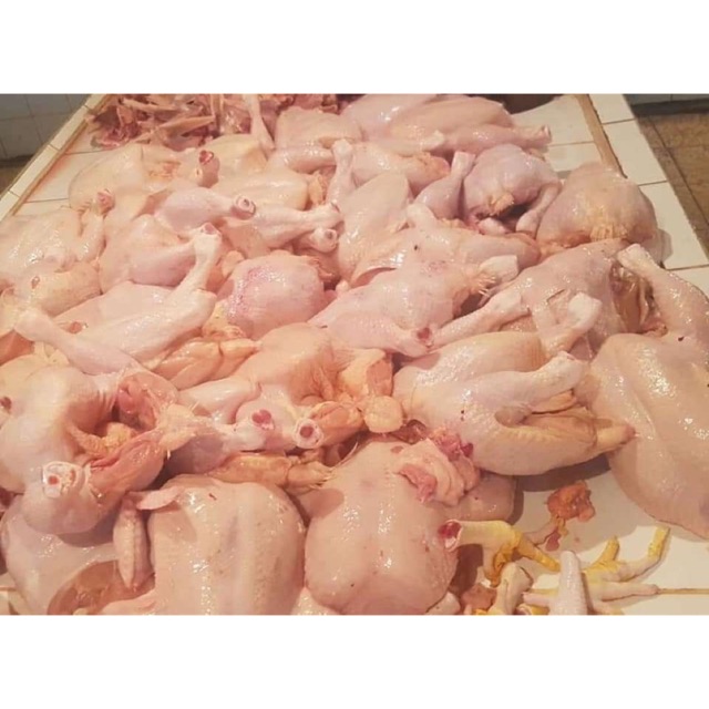 

Ayam segar