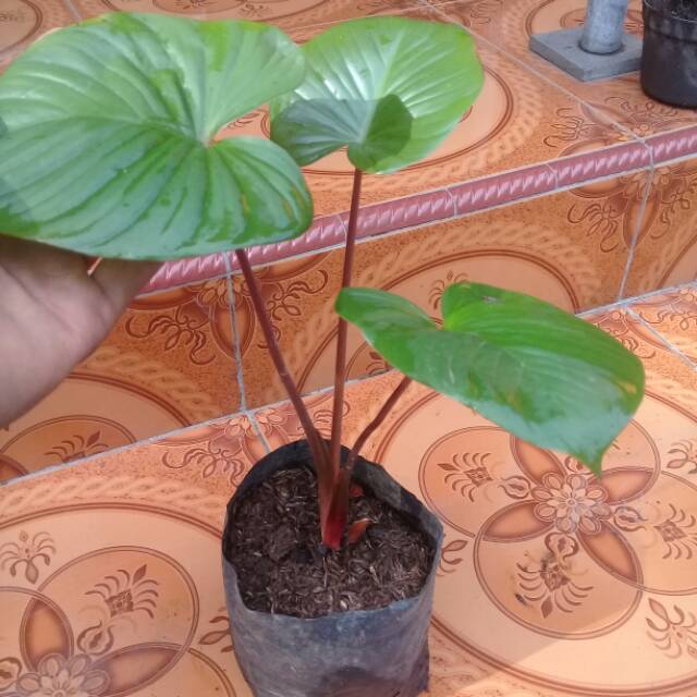 Keladi homalomena