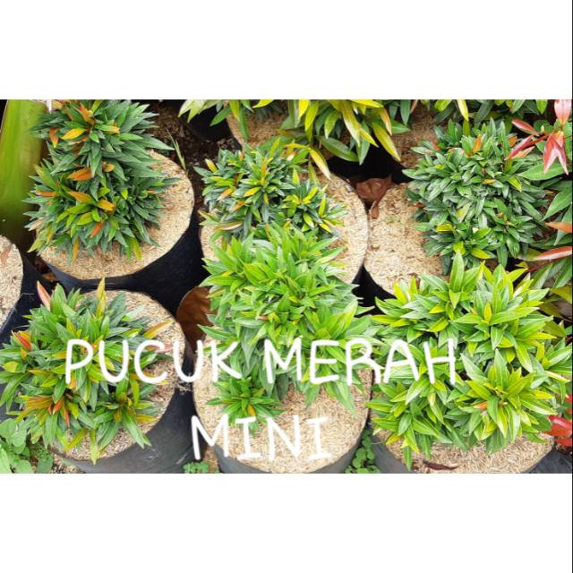 PUCUK MERAH MINI