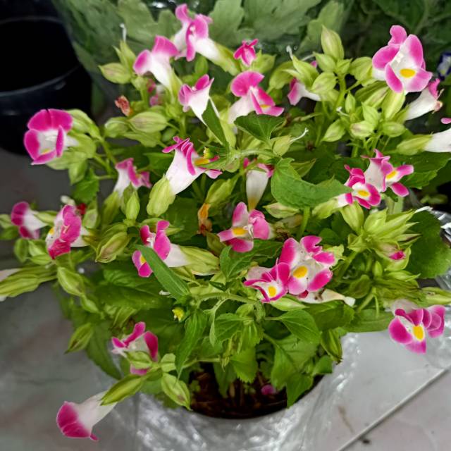 Mata Kucing Pink bibit -Tanaman Hias Bunga Torenia Pink - BAKUL KEMBANG