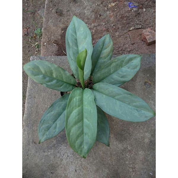Aglaonema silver