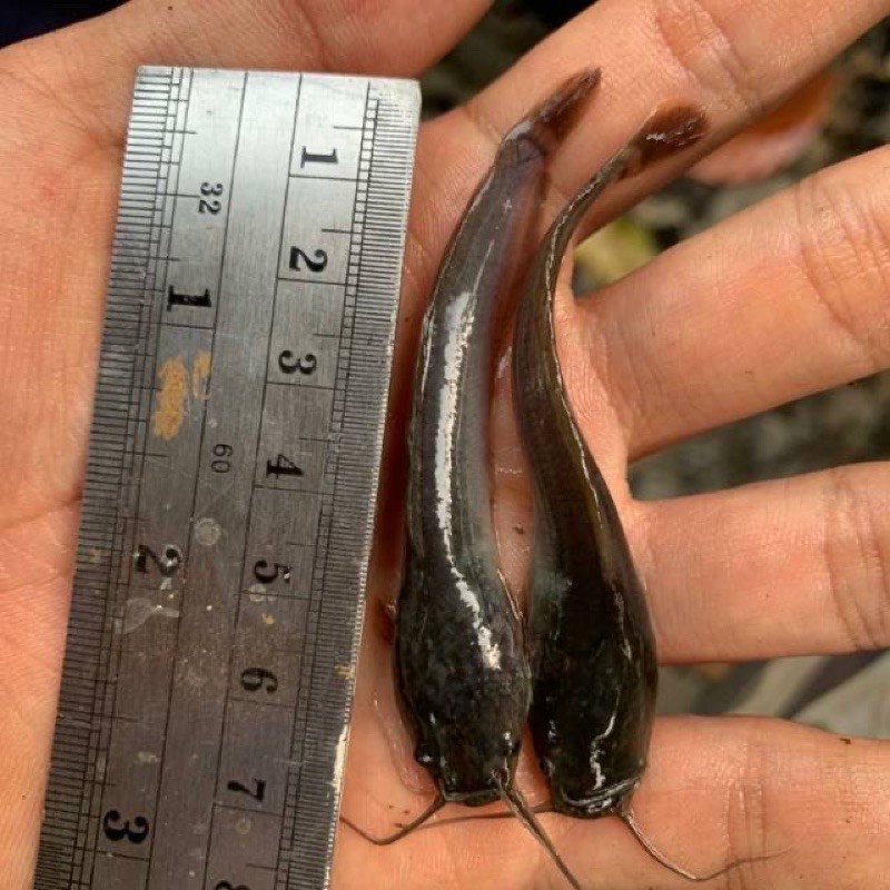 Bibit lele - lele Sangkuriang ukuran 5-6 cm - bibit ikan.