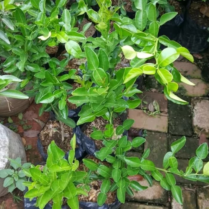 POHON JERUK PURUT-tanaman jeruk purut