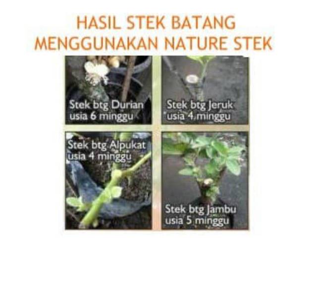 Nature stek penumbuh akar stek batang 1botol AKAR