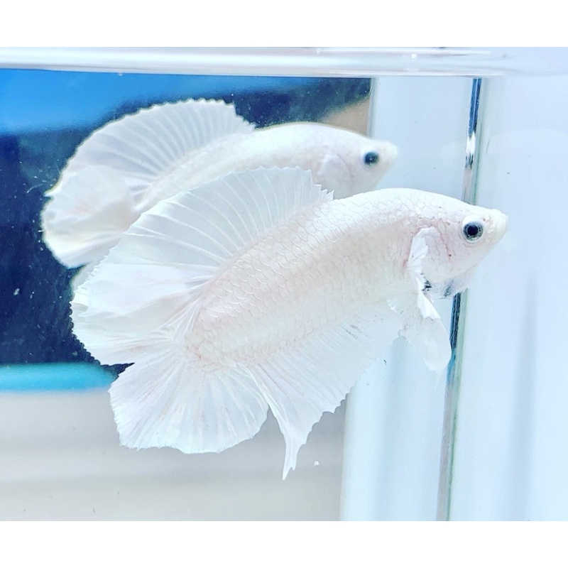 white platinum double tail plakat