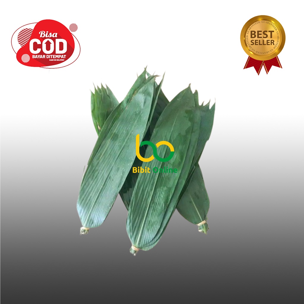 

100 LEMBAR DAUN BAMBU SEGAR DAN LEBAR UNTUK BUNGKUS BACANG ATAU HERBAL bibit online