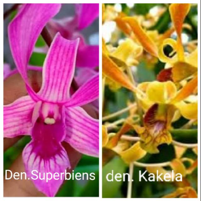 Anggrek bibit botol Dendrobium Superbiens x dendro Kakela