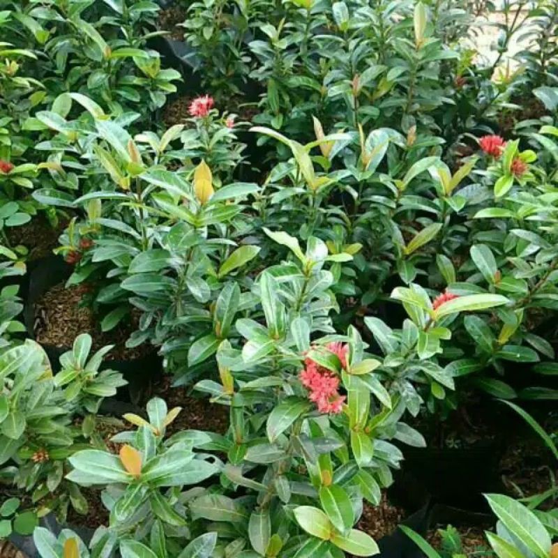 tanaman bunga soka india