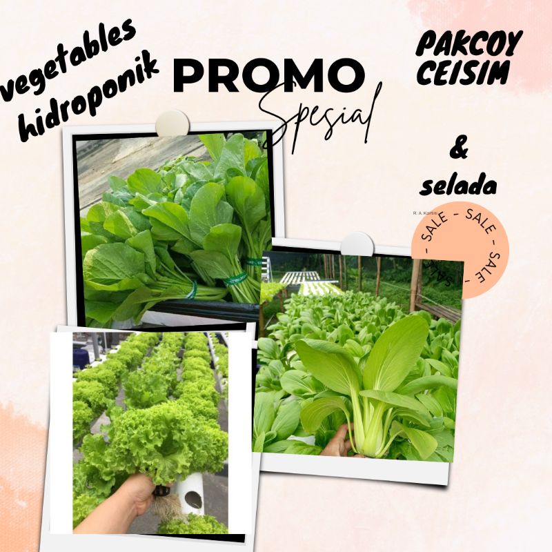 

sayur 3 in 1 selada pakcoy ceisim