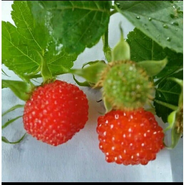 Jual Bibit Buah Raspberry Lokal - Pohon Raspberry Lokal Siap Berbuah ...