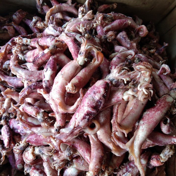 

Cumi Asin / Cumi Telur - 100 Gr