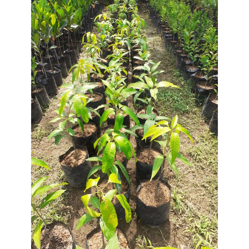 Bibit Pohon Mangga - Tanaman Buah Mangga Unggul