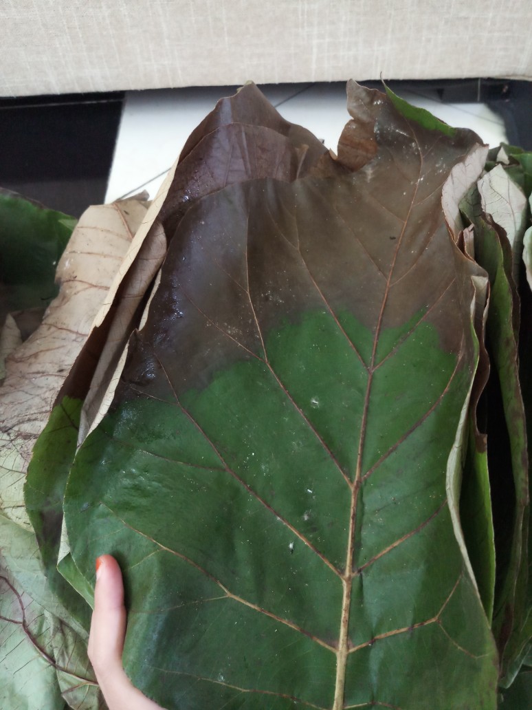 Daun Jati Segar 1kg