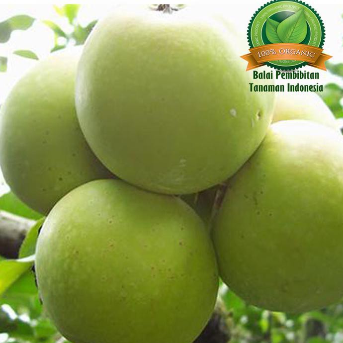 Bibit Apel Wanglin / Bibit Buah / Tanaman B1G