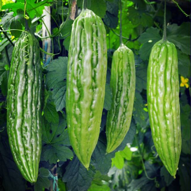 Bibit Tanaman Pare Paria Hainan F1 Hybrid 10 butir Bibit Tanaman Pare Paria Hainan F1 Hybrid 10 butir