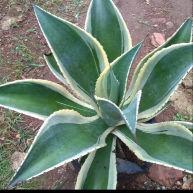 Tanaman hias siklok variegata/ tanaman siklok