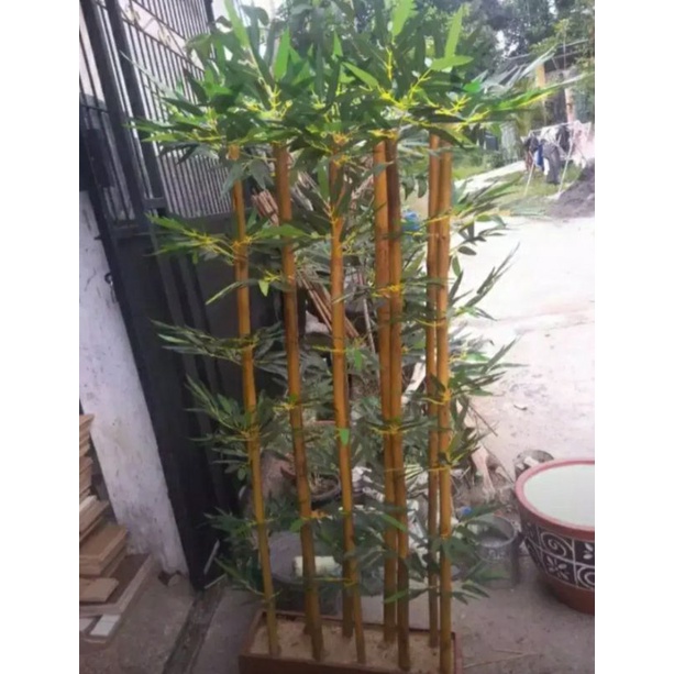 Bambu kuning,  stek bambu kuning. Bibit bambu kuning