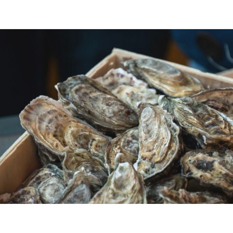 

Kerang OYSTER