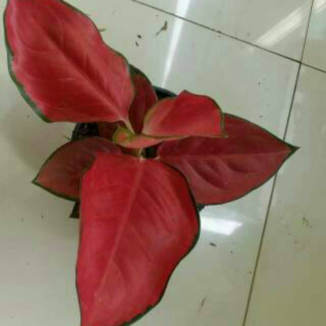 MURAH             tanaman hias aglonema suksom jaipong -aglonema suksom jaipong