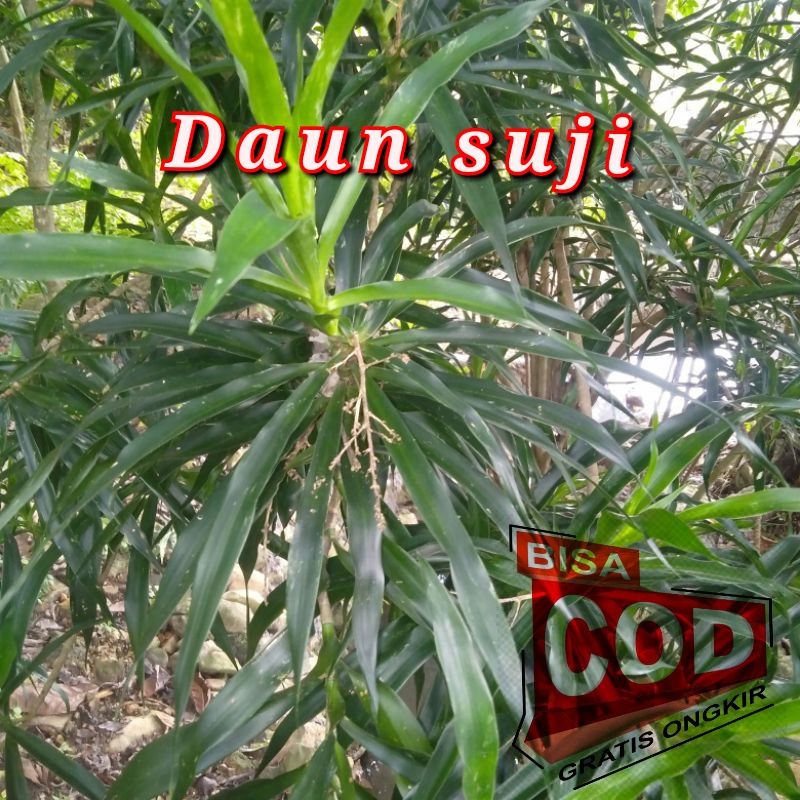 

[C O D]Daun Suji Segar 100Gram Untuk Obat Tradisional Penyakit ( TBC )