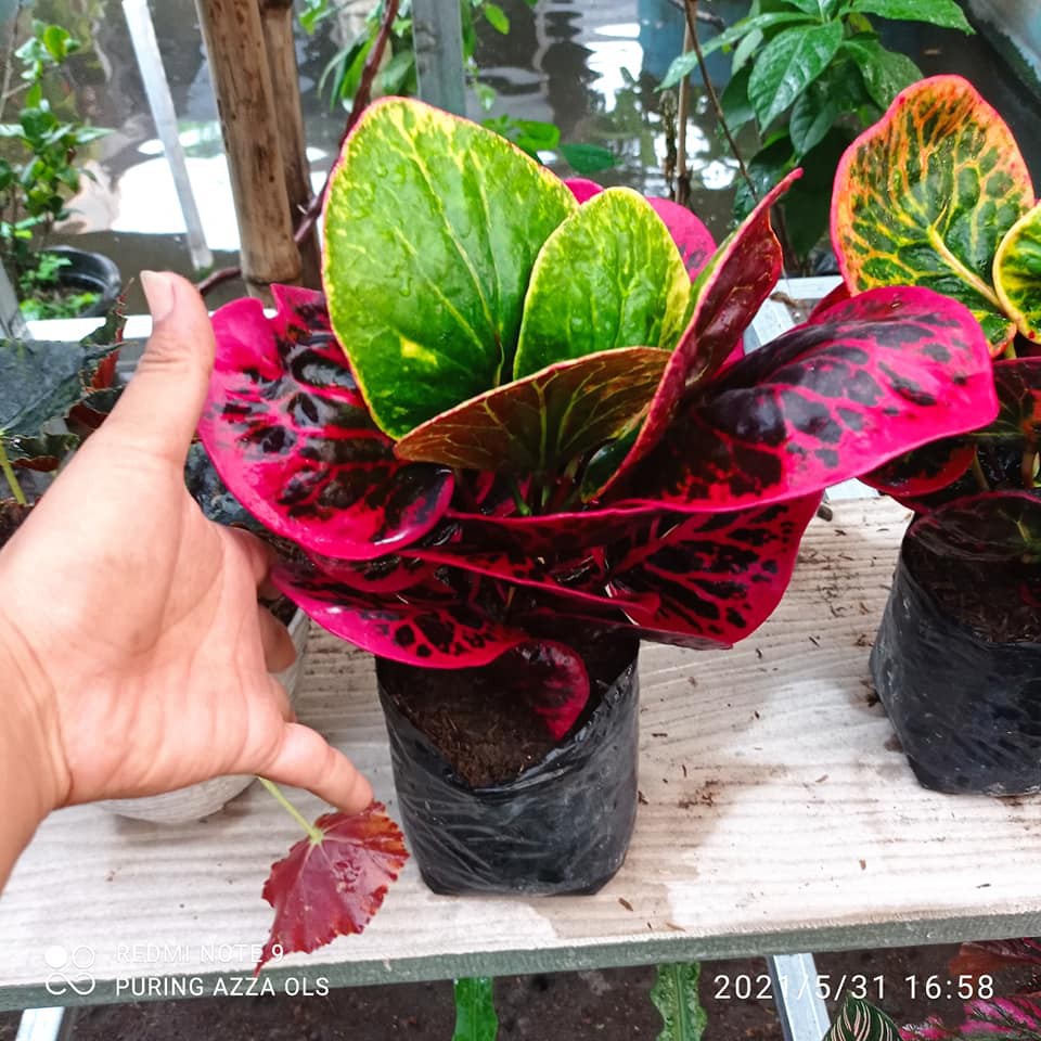 Puring Busarin Tanaman Hias Puring Apel Busarin Puring Premium Daun Cantik Kualitas Istimewa