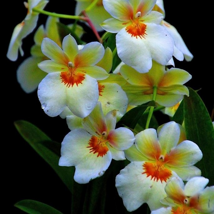 tanaman hias Anggrek Dendrobium white orange galaxy