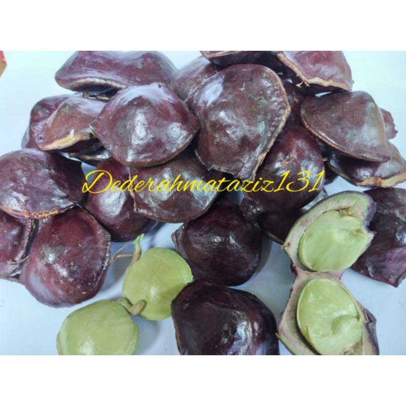 

Jengkol muda 1kg lalapan segar penambah napsu makan