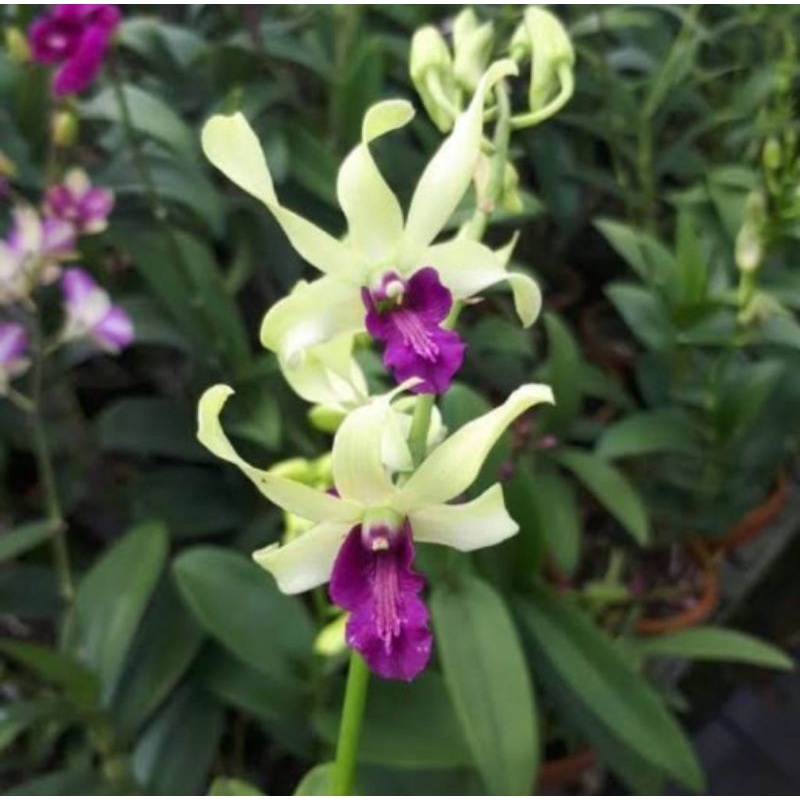 anggrek uthai white dewasa