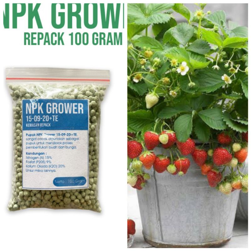 pupuk perangsang buah strawberry