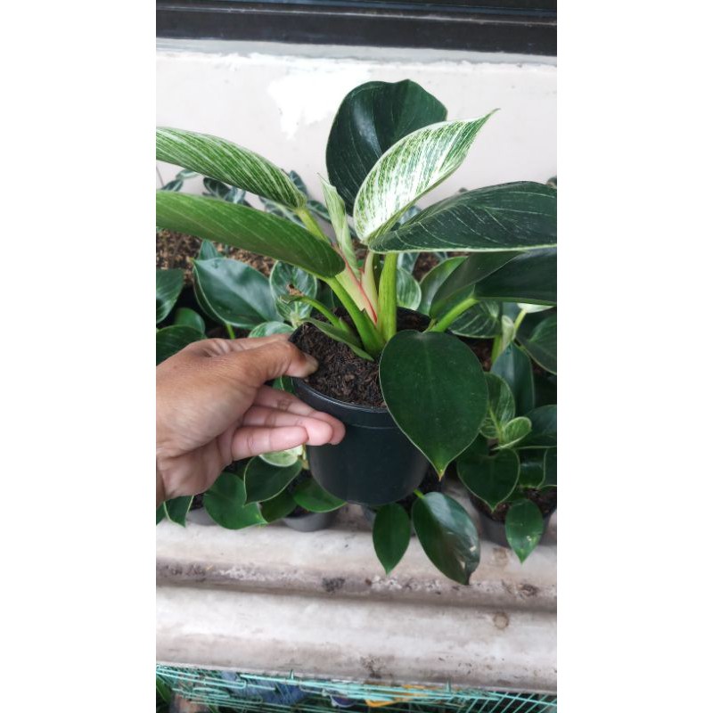 Philodendron Birkin Remaja - Philo Birkin - Tanaman Hias