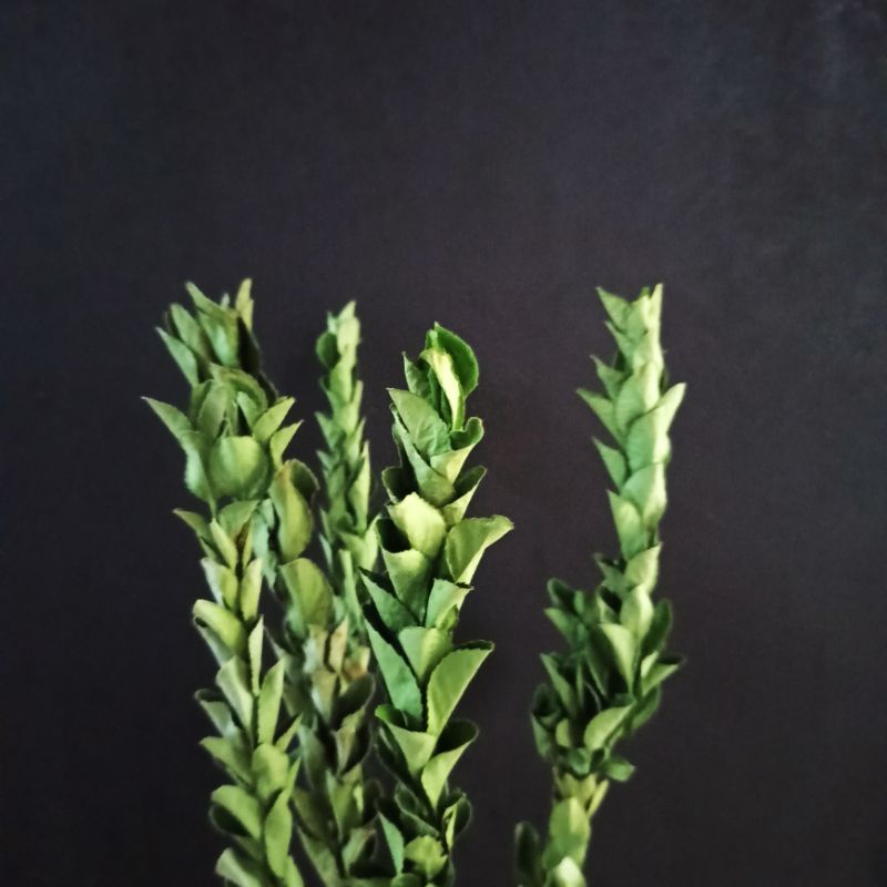 Dried Boxleaf Euonymus