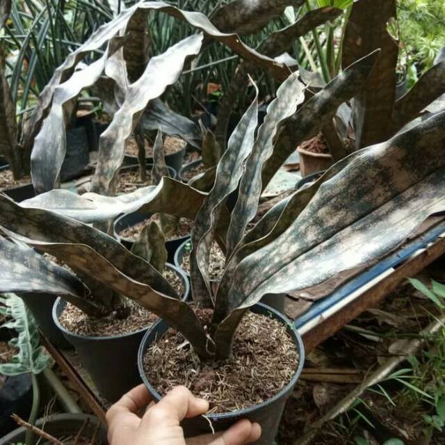 Tanaman hias sansivera kirkii brown/sansivieria/sanseviera/sansiveira coklat kirki