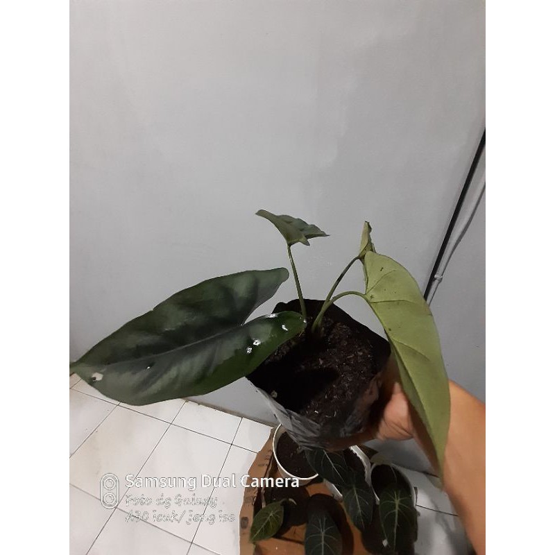 alocasia reversa rawatan