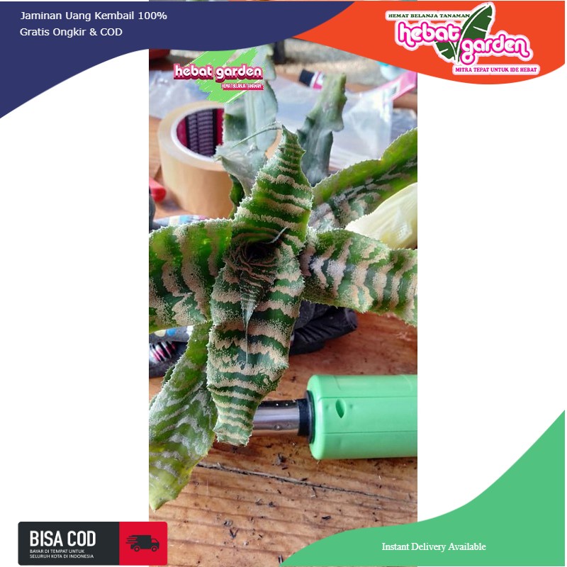 Kerang nanas tokek hijau - Cryptanthus from agristarts