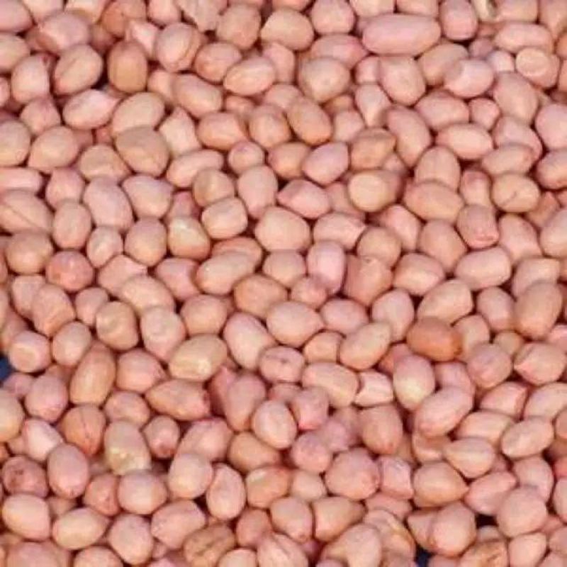 

kacang tanah / kacang bali / kacang mentah 100gr