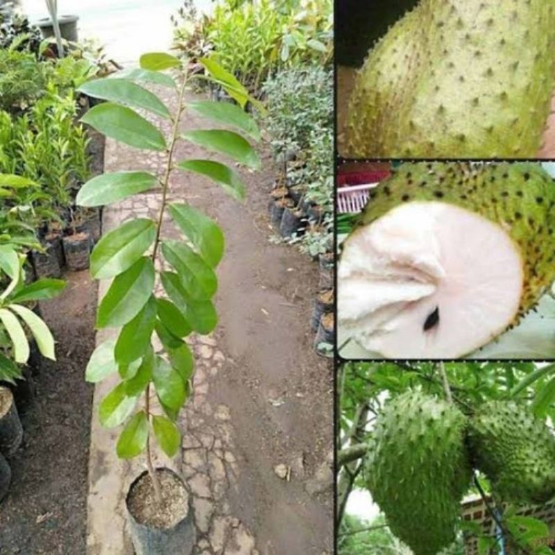 Bibit Tanaman Buah Sirsak jumbo Pohon Sirsak Jumbo Bibit Sirsak Madu