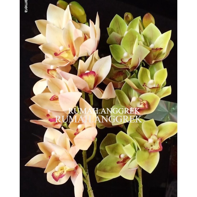 Bunga Anggrek cymbidium - Bunga anggrek -Bunga hias anggrek - Tanaman Hias Hidup - Bunga Hidup - Bunga Hias