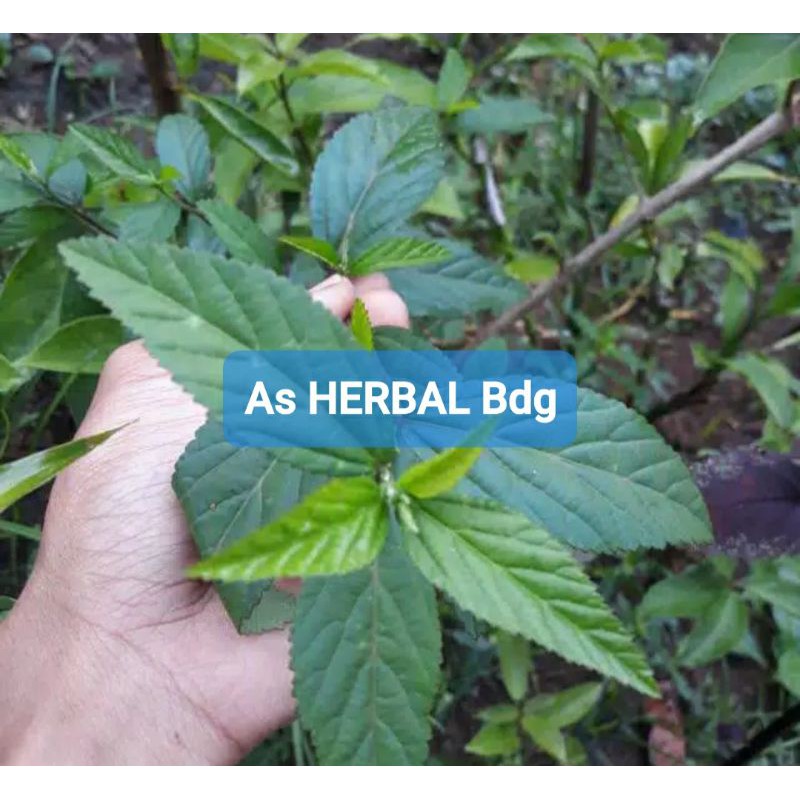 

Paket 1 Kg Daun Sidaguri atau Sidoguri Segar Fresh-az