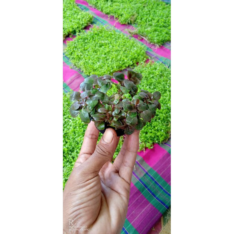 Robelia media wabikusa