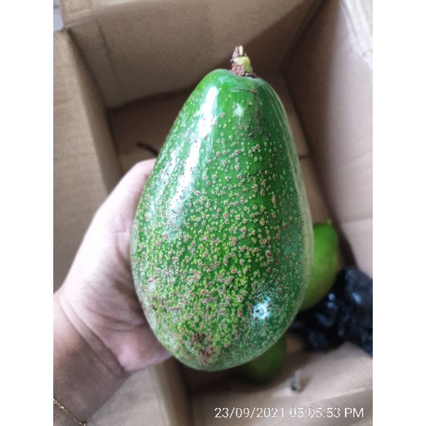 Entres Alpukat noname Jumbo mentega / 5 batang / berbuah dataran rendah