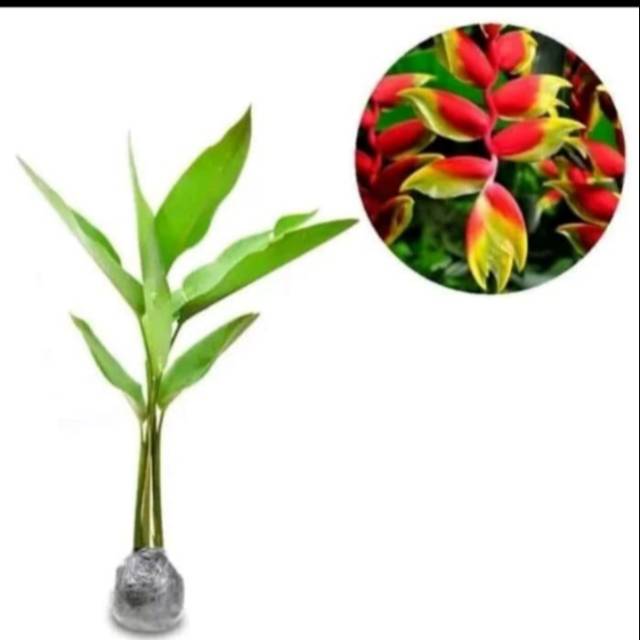 Tanaman hias pohon pisang Bali/pohon pisang-pisangan