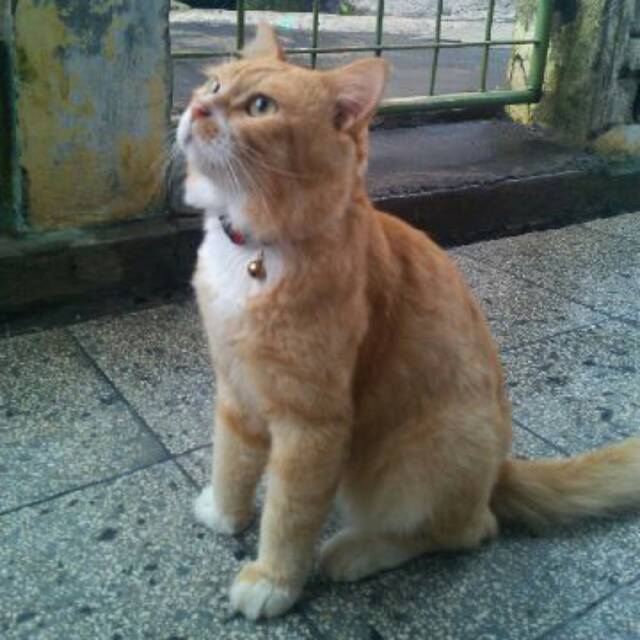 veanoona