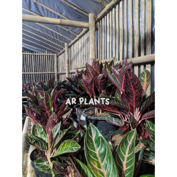 Promo COD Aglonema Red Sumatra / Pride Of Sumatra Dewasa