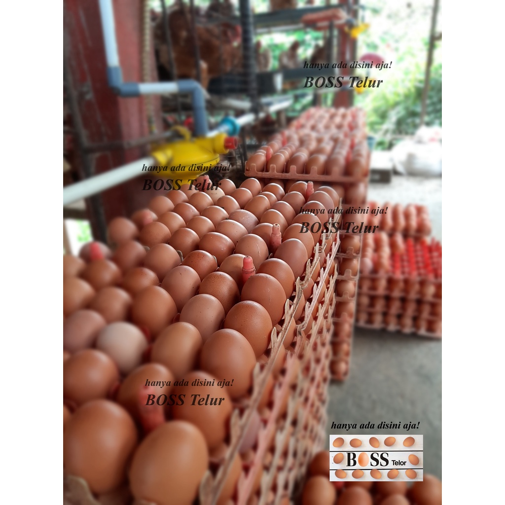 

RB Telur OMEGA 3 + Vit D (30 Butir)