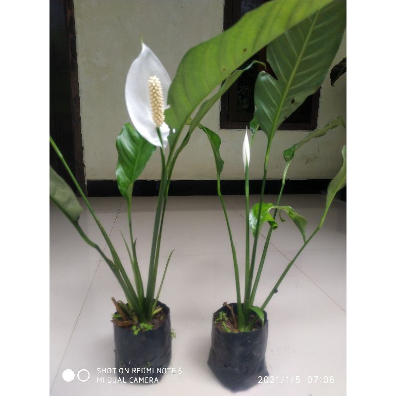 peace Lily tanaman hias peace Lily spatupillum