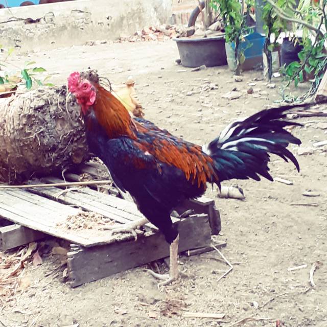 

Ayam bangkok