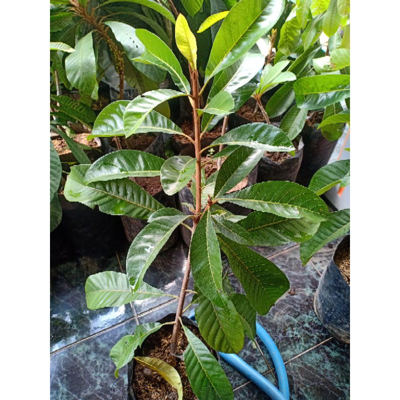 Bibit Tanaman Buah Mamey Sapote Magana