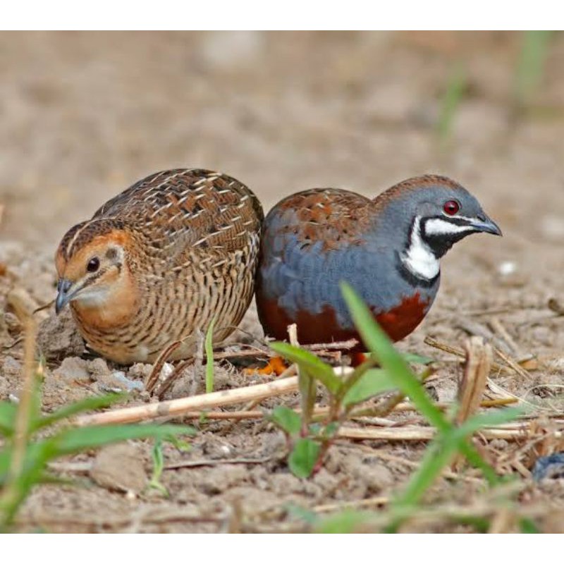 BURUNG KING QUAIL PUYUH BATU SEPASANG JANTAN BETINA