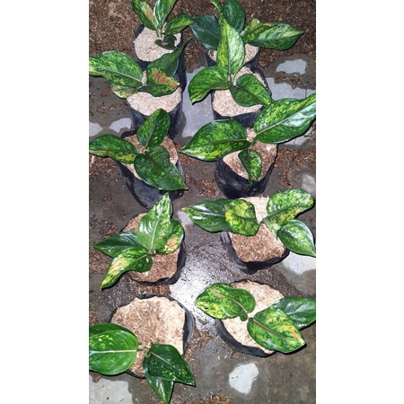 PAKET AGLONEMA HENG HENG 5 POHON